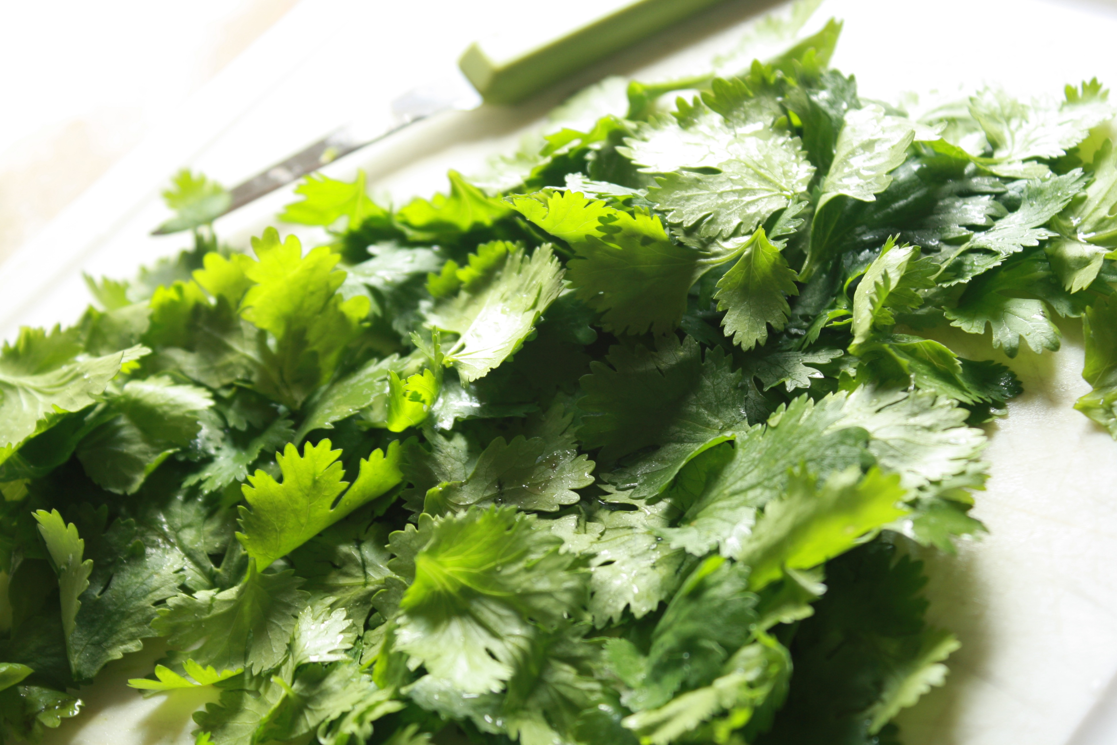 how to chop cilantro
