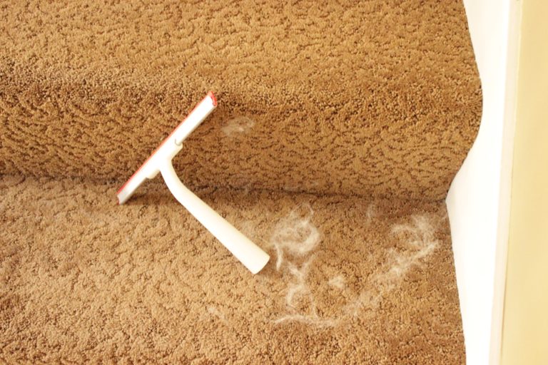 How to Easy Dog Hair Removal from Couch, Stairs and More (2024)